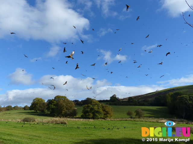 FZ023349 Red kites (Milvus milvus)